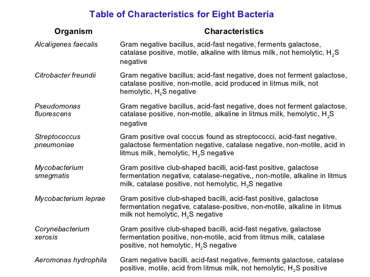 Make A Dichotomous Key Worksheet The Best Worksheets Image