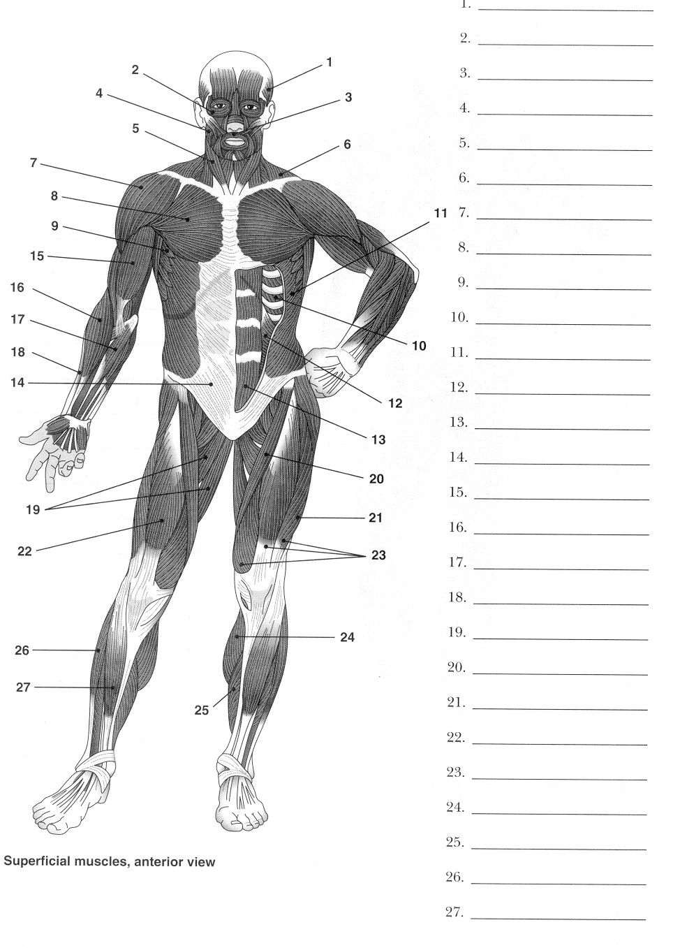 Muscles To Label