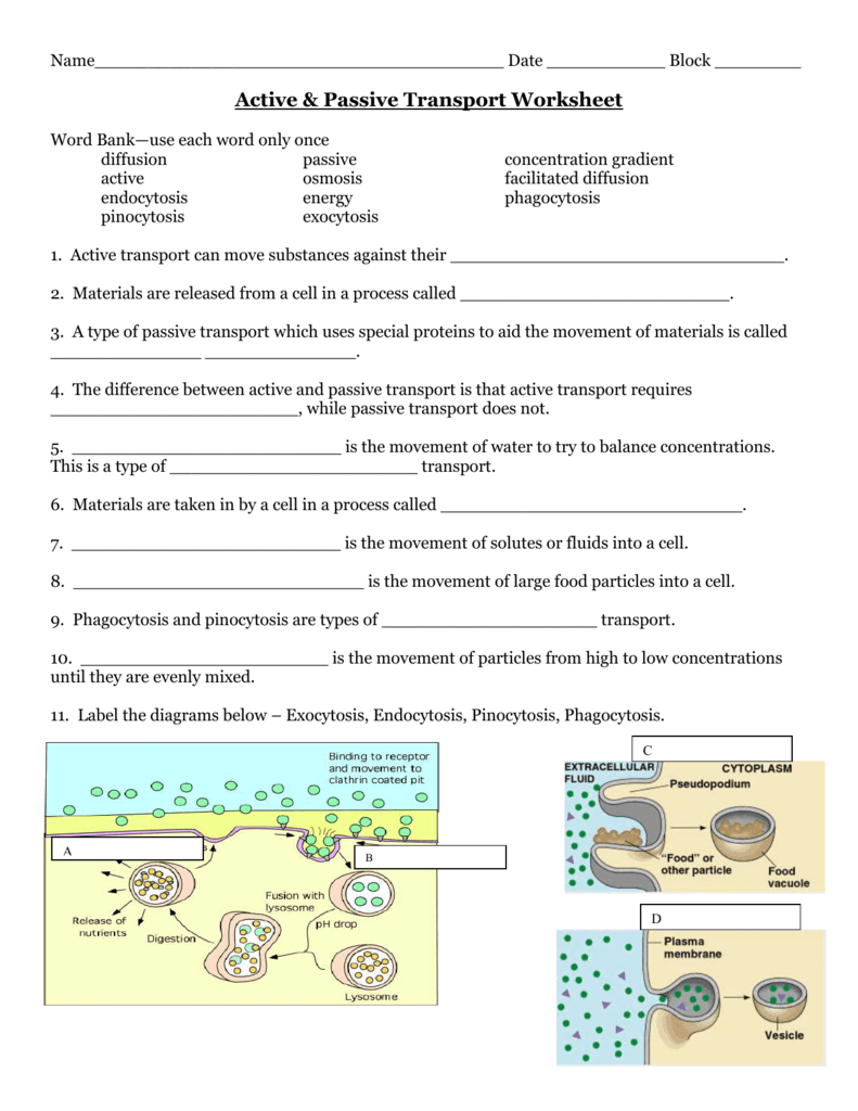 Passive And Active Transport Worksheet Worksheets For All