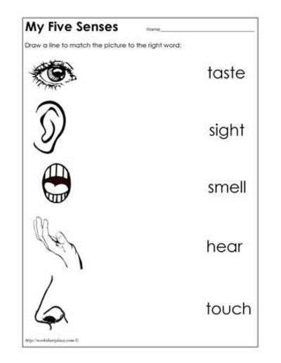 Preschool 5 Senses Worksheets The Best Worksheets Image Collection