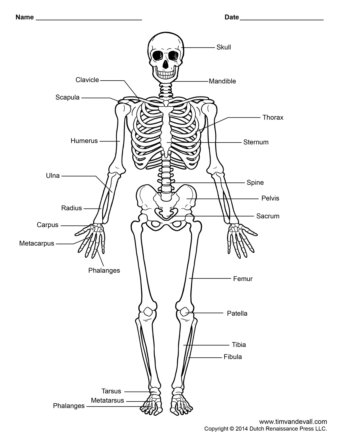 Printable Human Skeleton Diagram