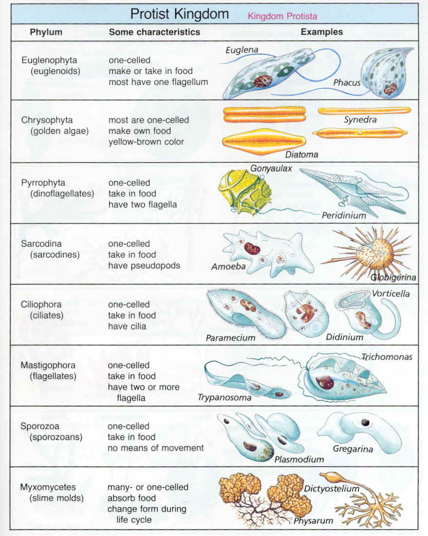 Protista