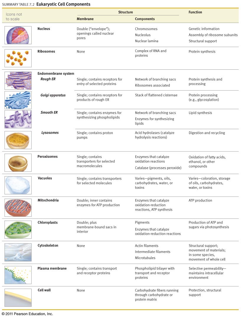 Worksheet  Cell Organelles Worksheet Answers  Thedanks Worksheet