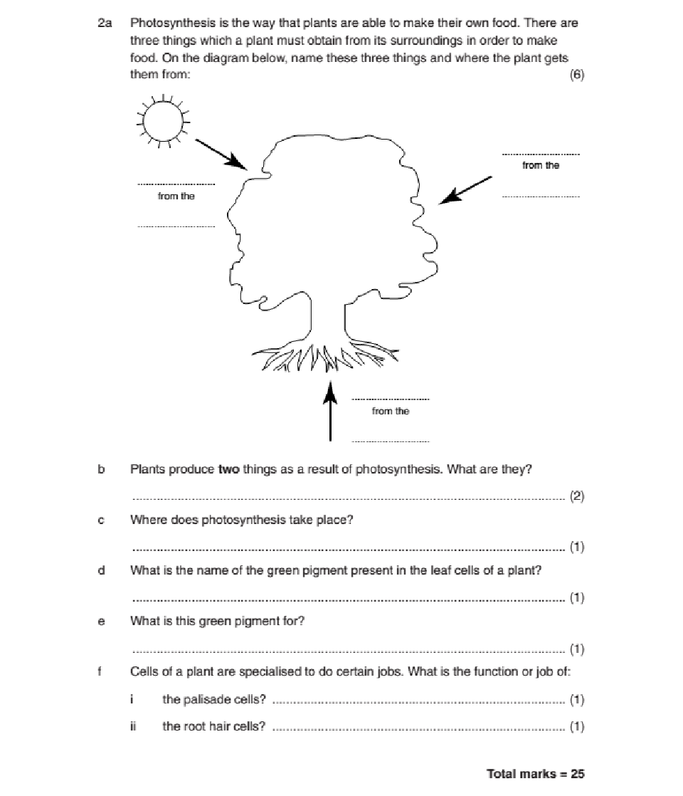 critical thinking questions on photosynthesis