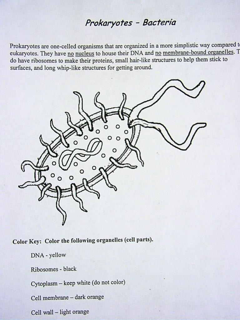 Animal Cell And Labels Awesome Coloring Page Answers In