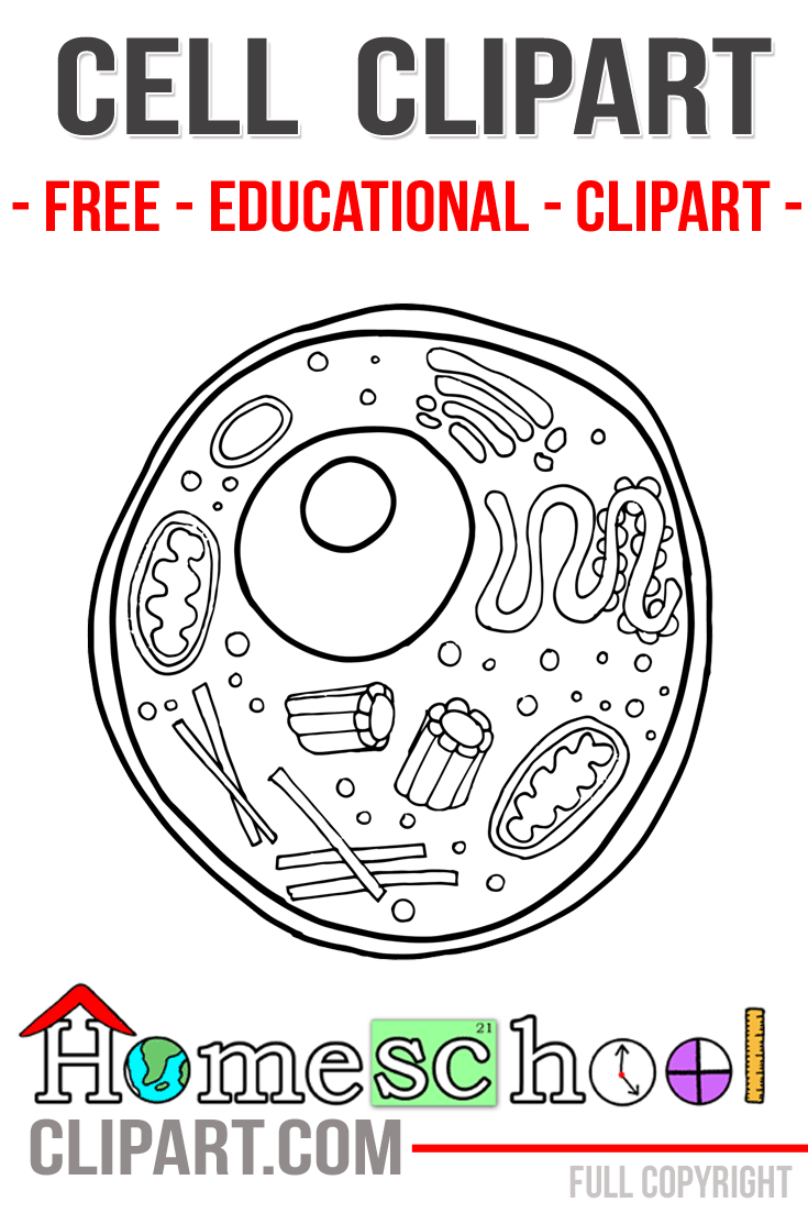 Animal Cell Clipart & Worksheets