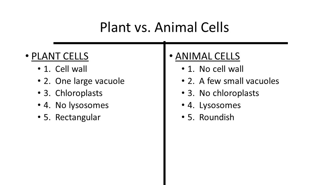 Animal Vs Plant 3 A Ppt Video Online Download