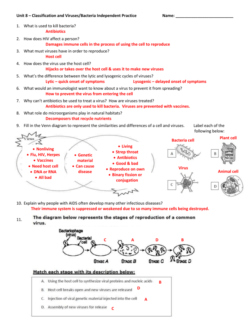 Biology Viruses Worksheet Answers