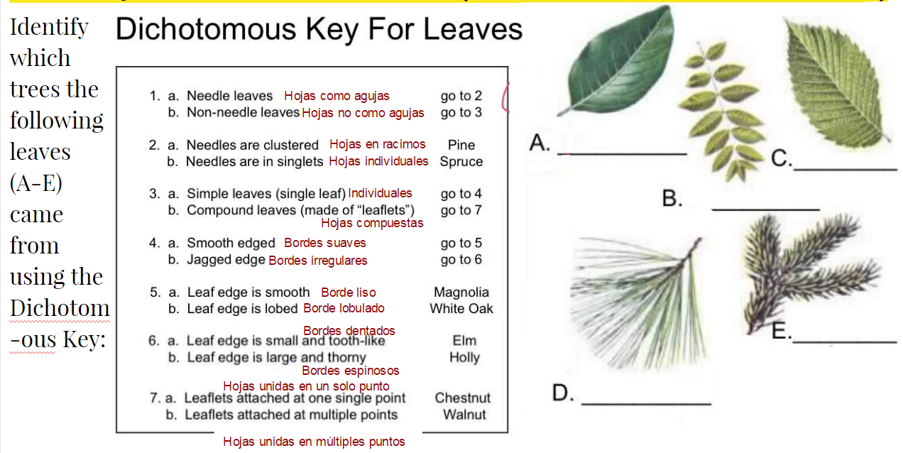 Dichotomous Key Worksheet Middle School