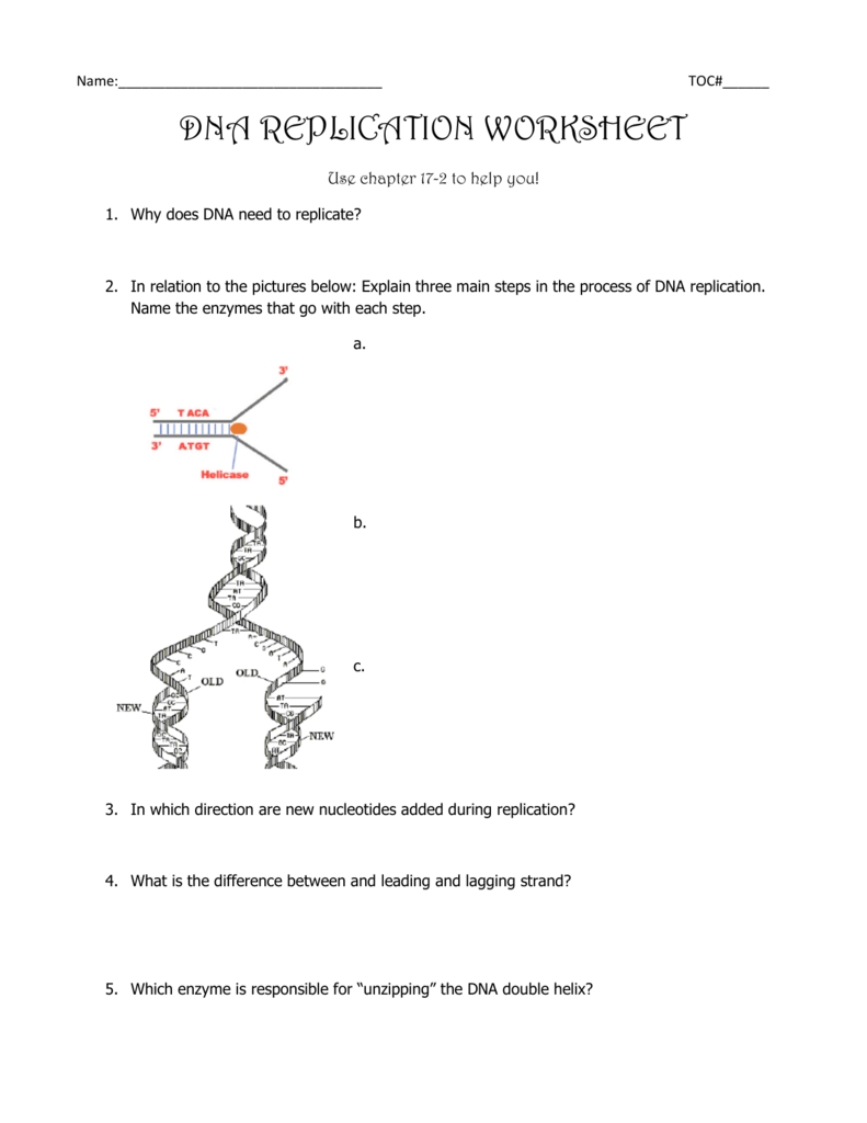 Dna Replication Worksheet Key Collection