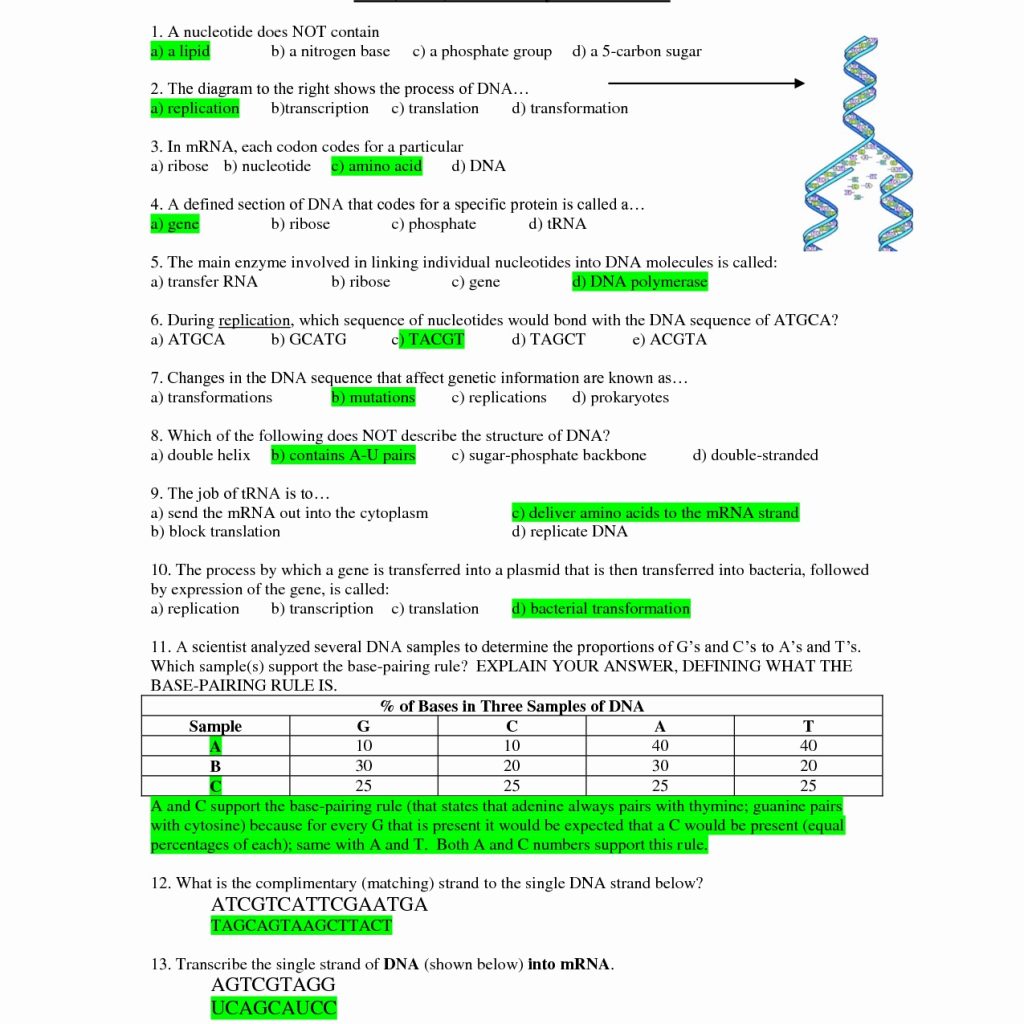 dna-rna-replication-worksheets-key