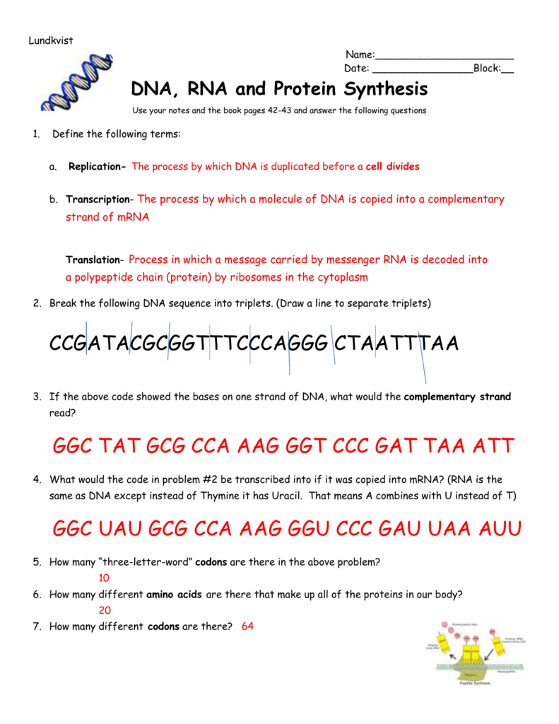 Protein Synthesis Worksheets Answer Key.