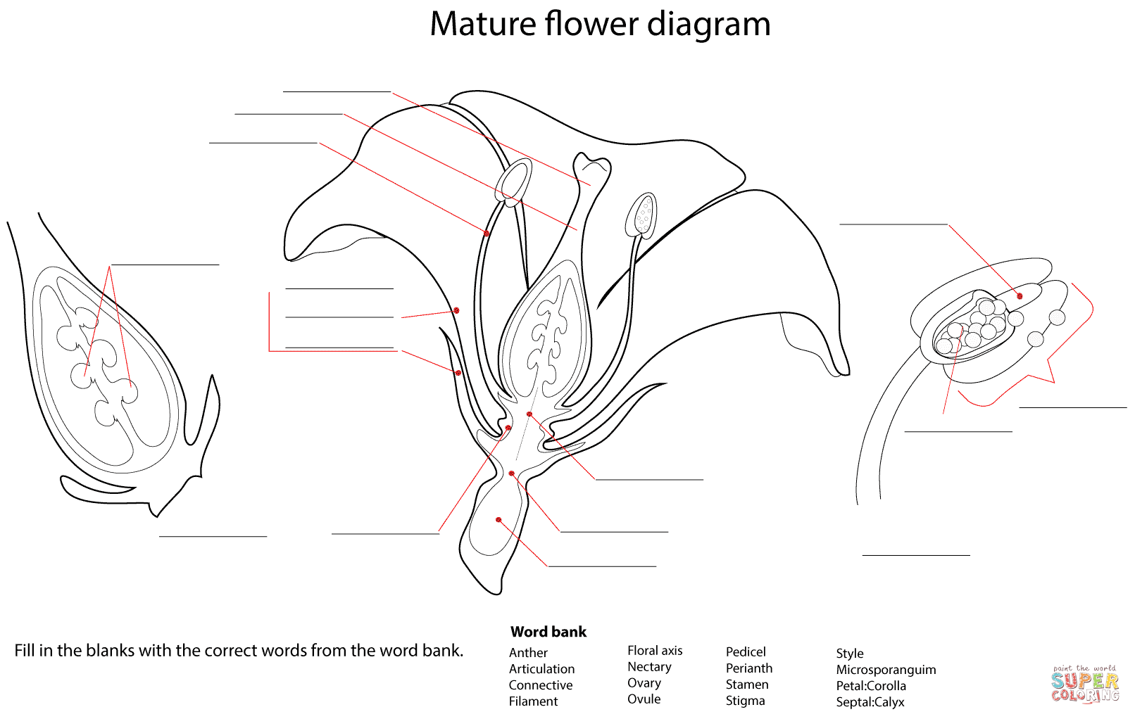 Flower Diagram Worksheet Coloring Page
