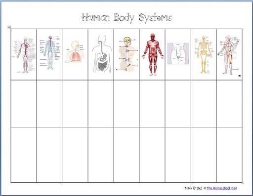 Human Organ Systems Worksheet The Best Worksheets Image Collection