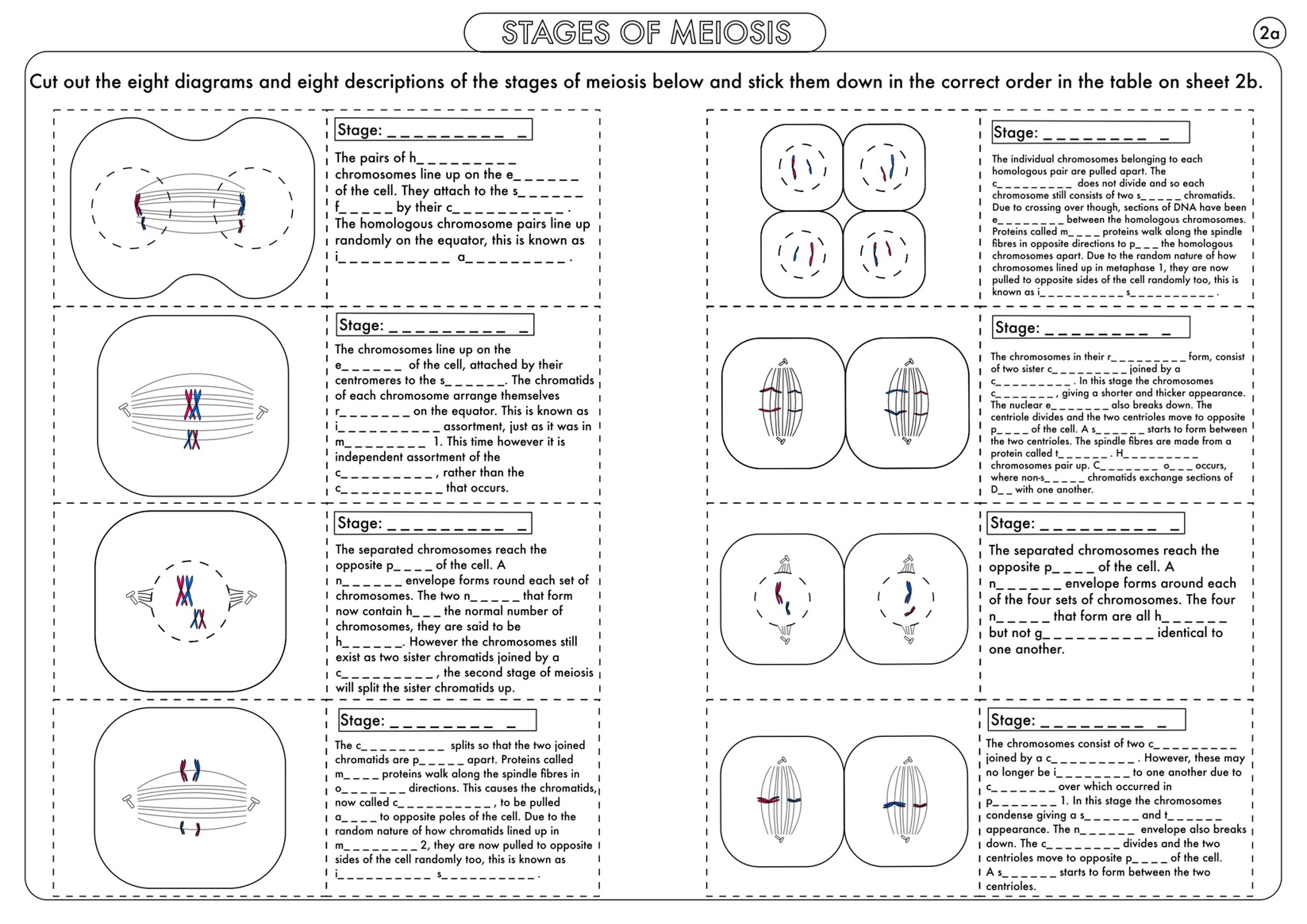 Meiosis Phases Worksheet Worksheets For All