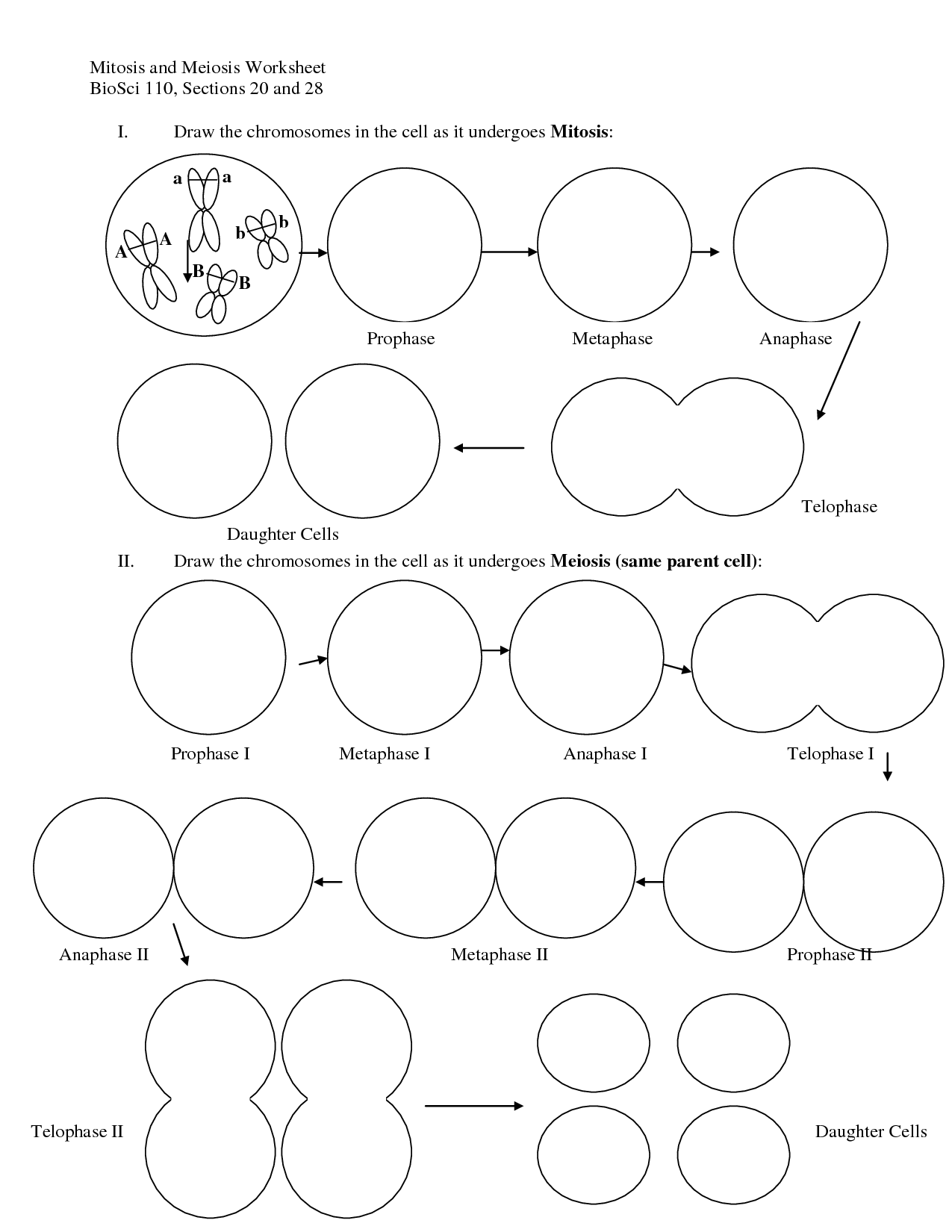 Meiosis Stages Worksheet Bing Images Mitosis Section 1