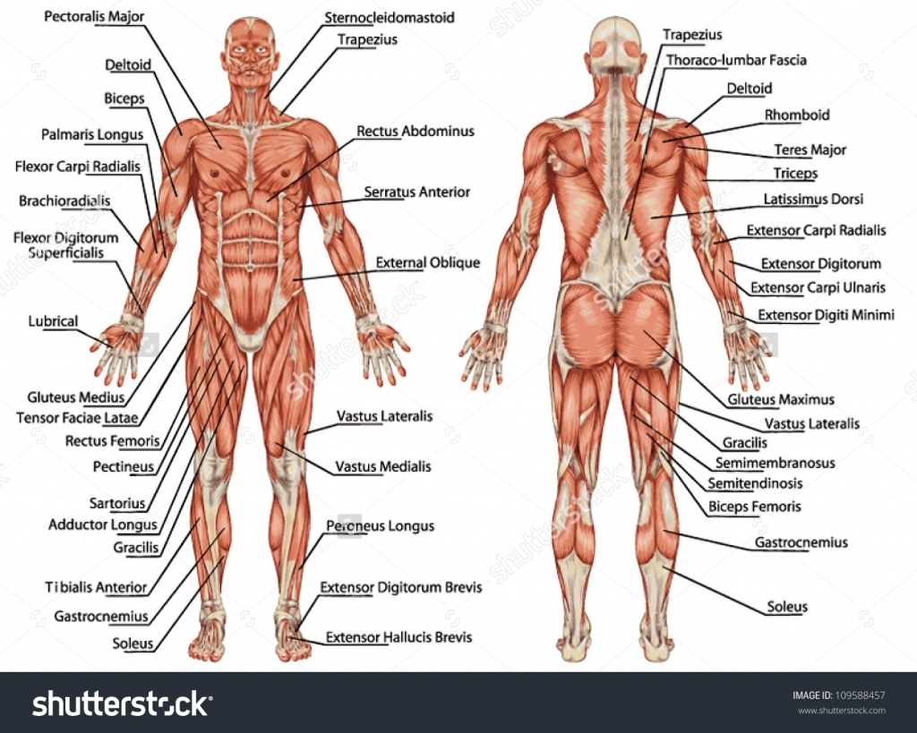 Muscle System Worksheet Worksheets For All