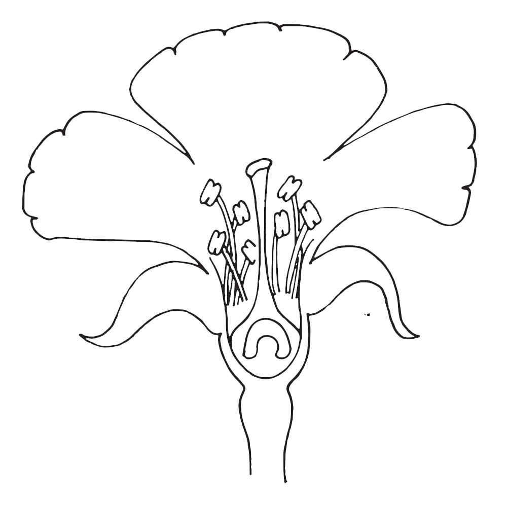 Parts Of A Flower Clipart