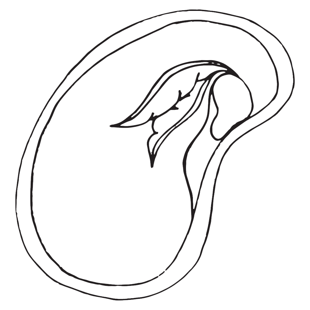 Parts Of A Seed Clipart, Coloring & Worksheets