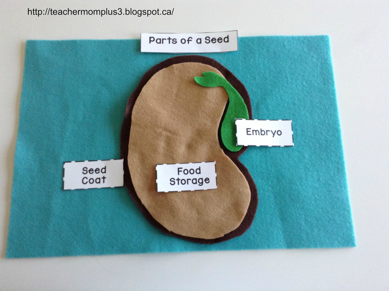 Parts Of A Seed Worksheet Worksheets For All