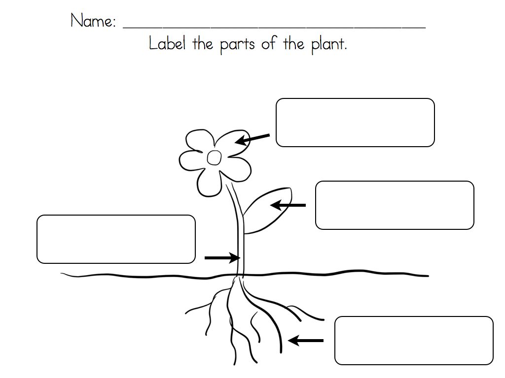 Parts Of Plant Worksheet For First Grade Printable Worksheets