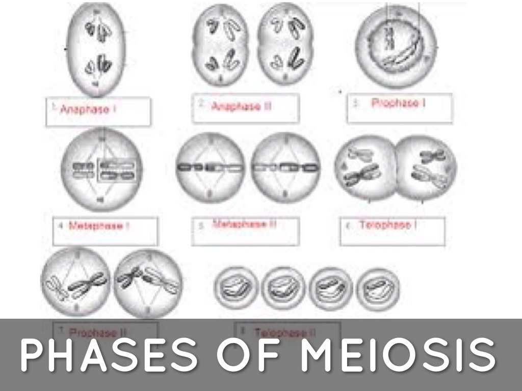 Phases Of Meiosis Worksheets Answer Key