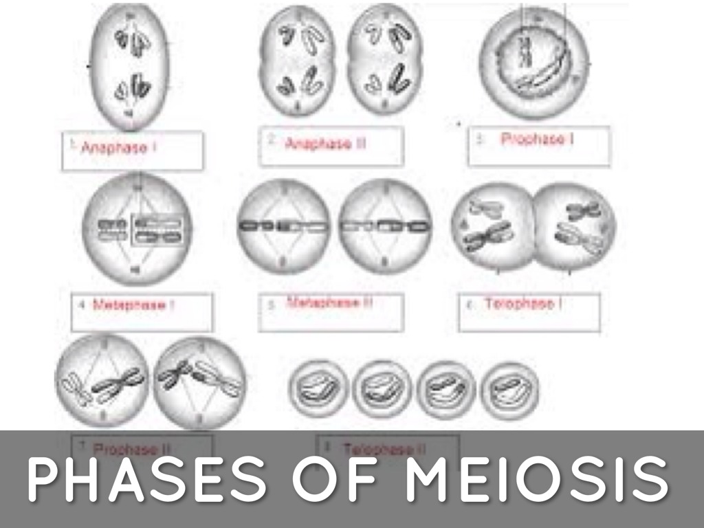 Meiosis Phases Worksheets.