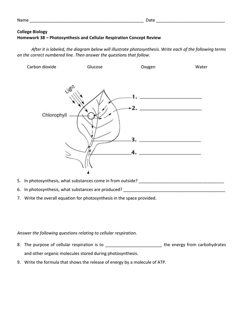 Photosynthesis Respiration Worksheet Worksheets For All