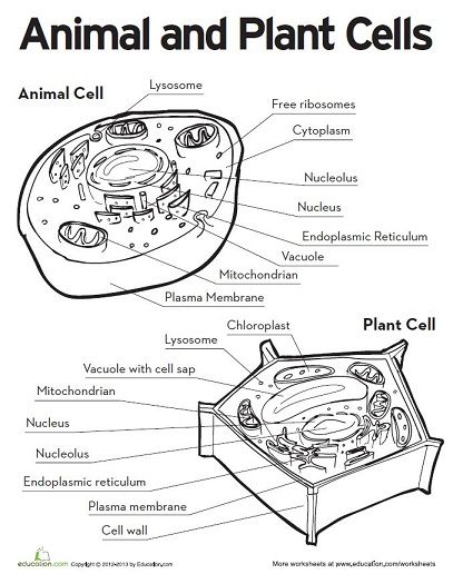 Plant Cell Worksheet Answers The Best Worksheets Image Collection