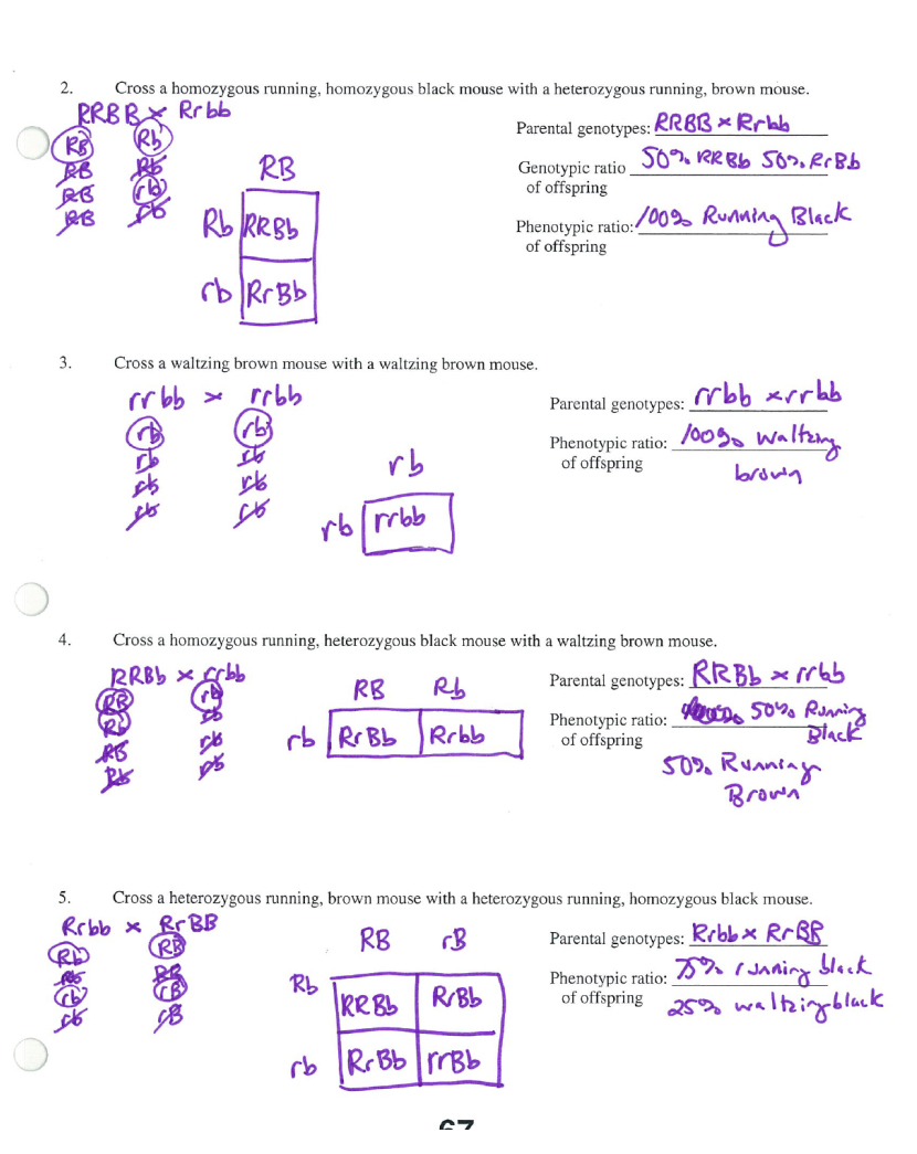 Punnett Square Worksheet With Answers