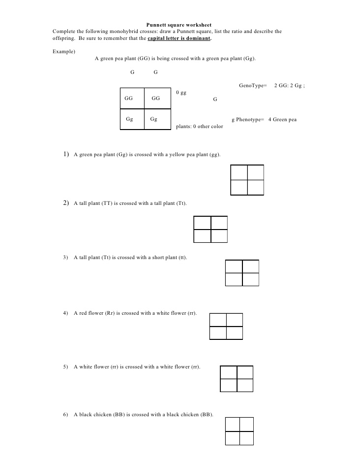 Punnett Square Worksheet With Answers The Best Worksheets Image