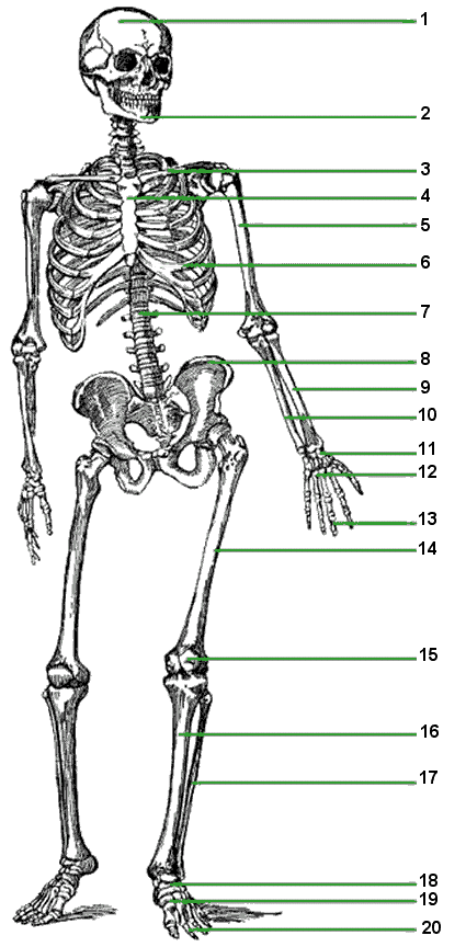 Skeleton Diagram Worksheet