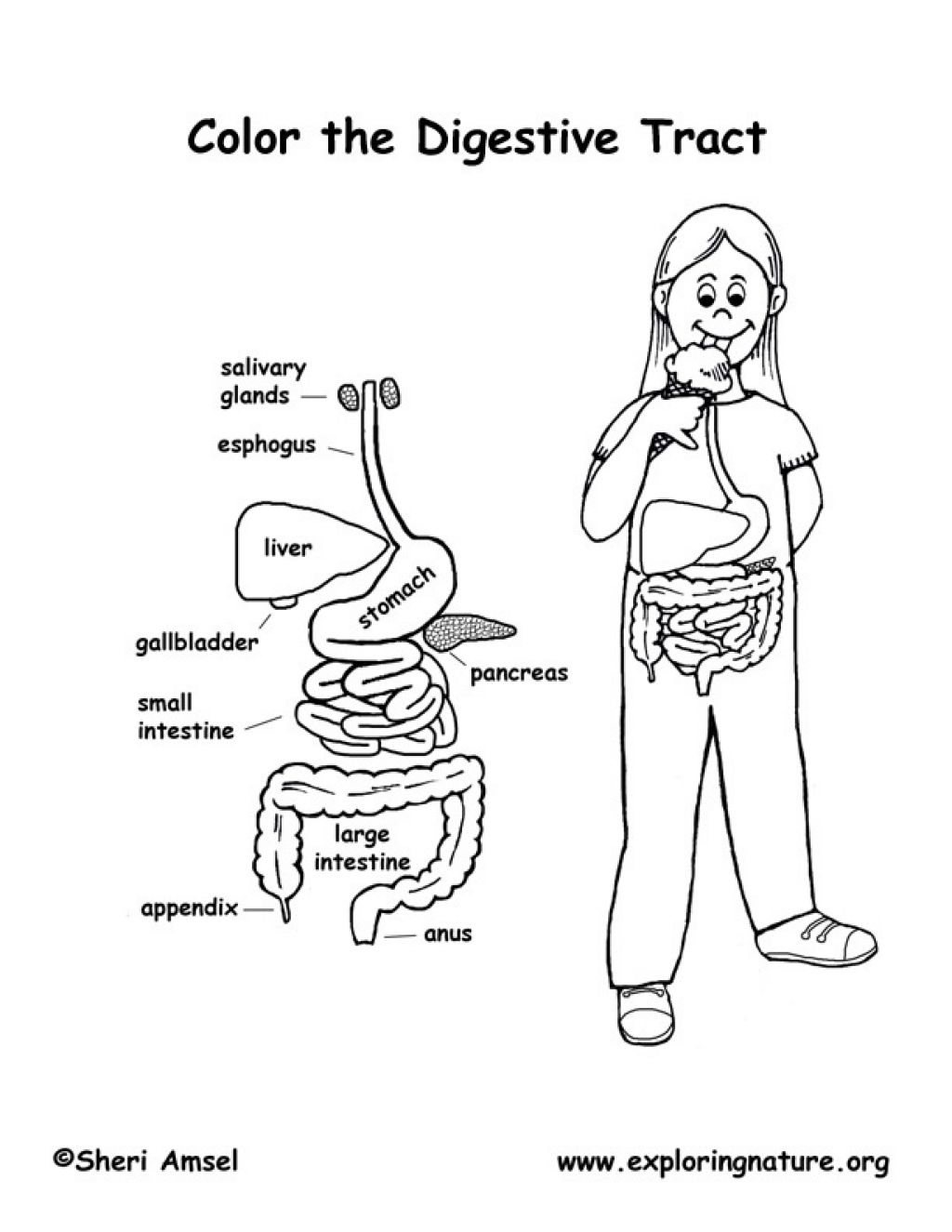 Worksheets  Digestive System For Kids Worksheets  Eihseba Com Free