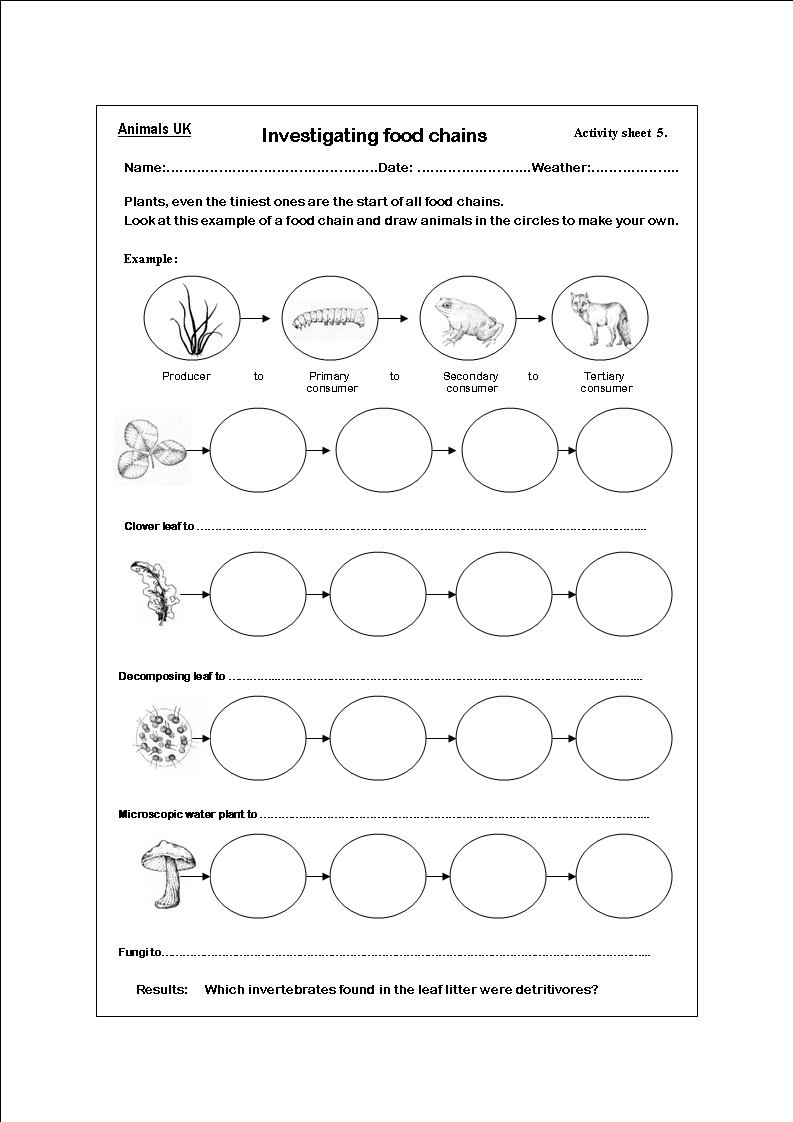 Alluring Free Printable Worksheets Food Chains For Your Worksheets