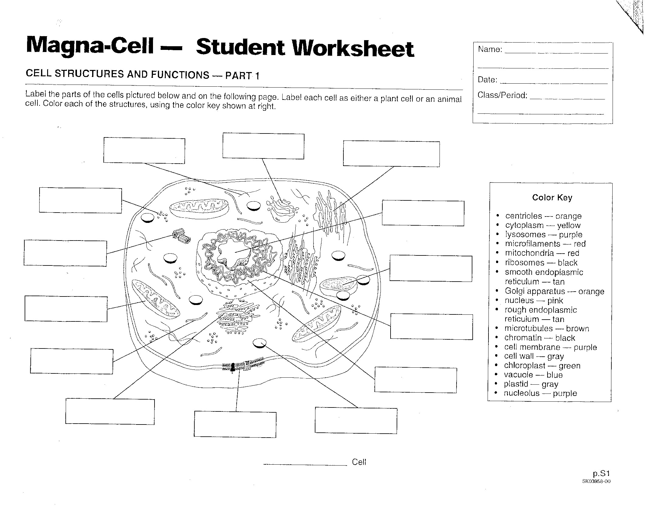 Animal Cells Worksheet 288555