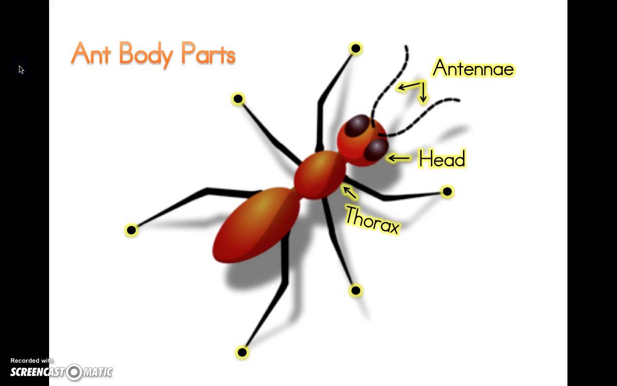 Ant Body Parts Kindergarten