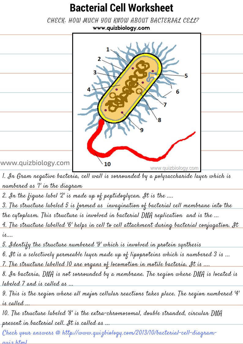 Bacterial Cell Worksheet Pdf