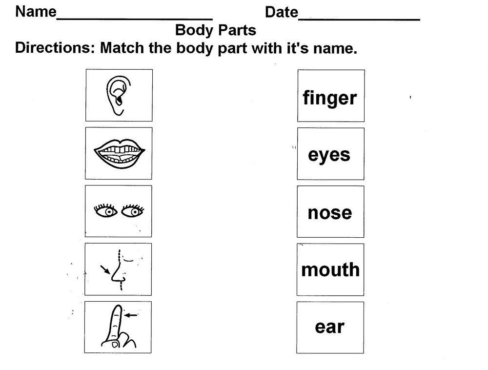 Body Parts Worksheet Preschool