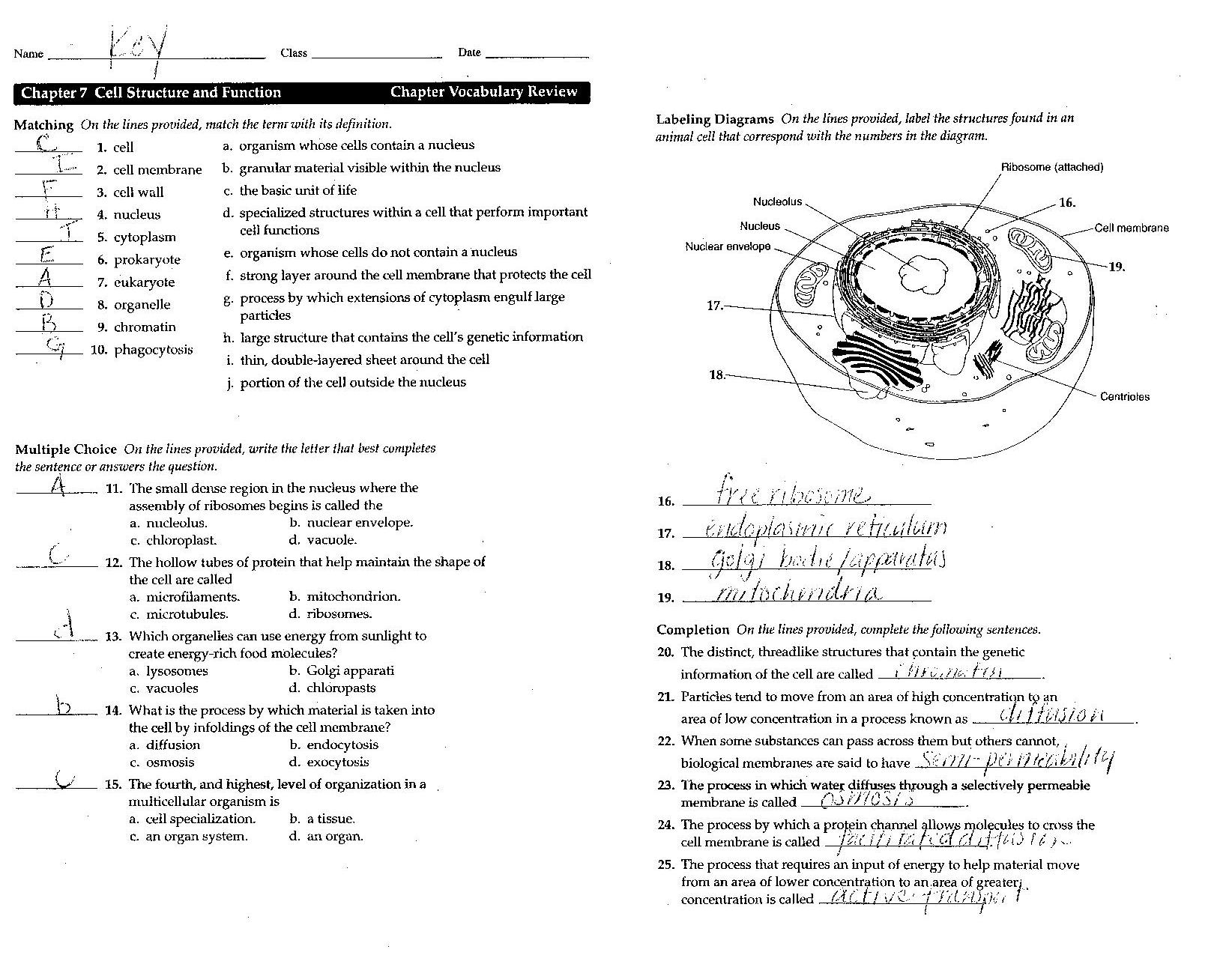 Cells Worksheet Answers The Best Worksheets Image Collection