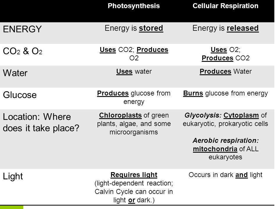 Comparing Photosynthesis And Respiration Worksheet Gallery