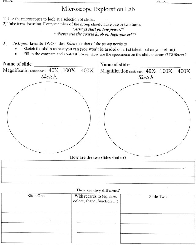 Comparing Plant And Animal Cells Worksheet