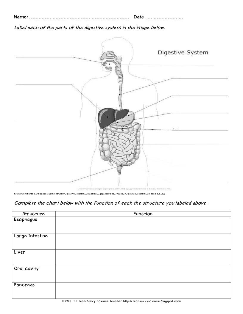 Digestive System Worksheets Pdf