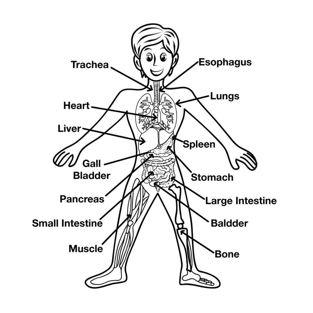 Fun Human Body Facts For Kids