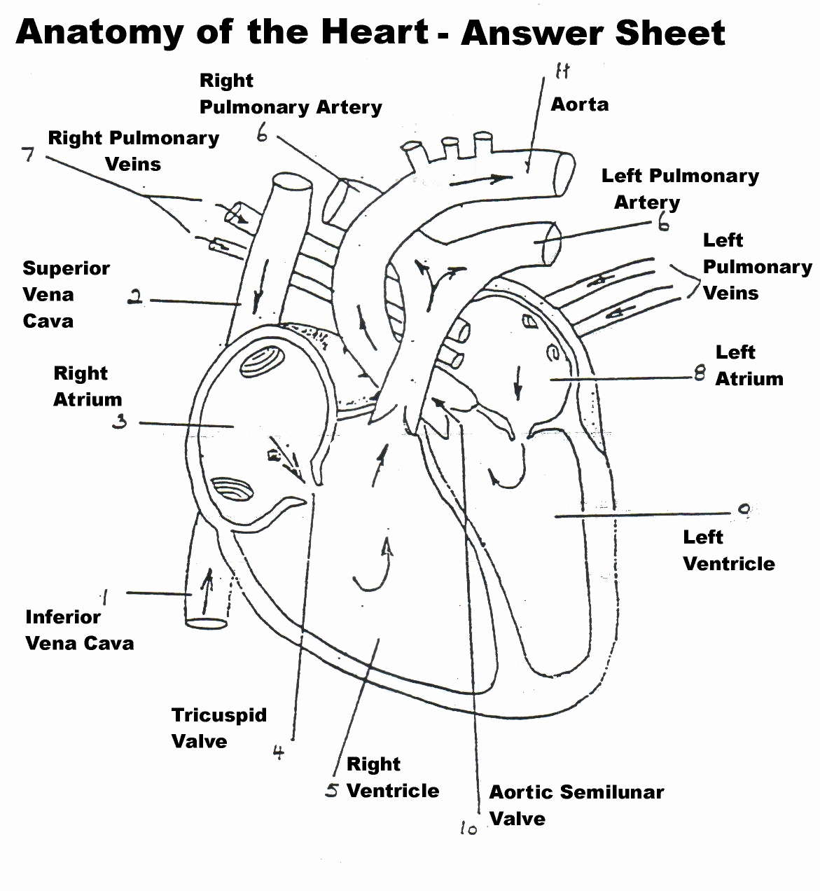 Human Circulatory System Diagram Worksheet Fresh Worksheet Human