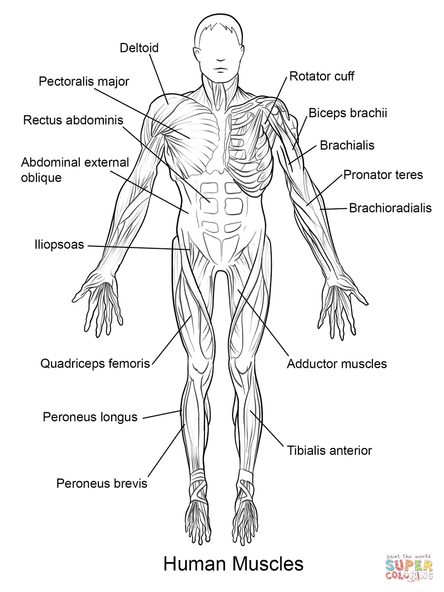 Human Muscles Front View Coloring Page