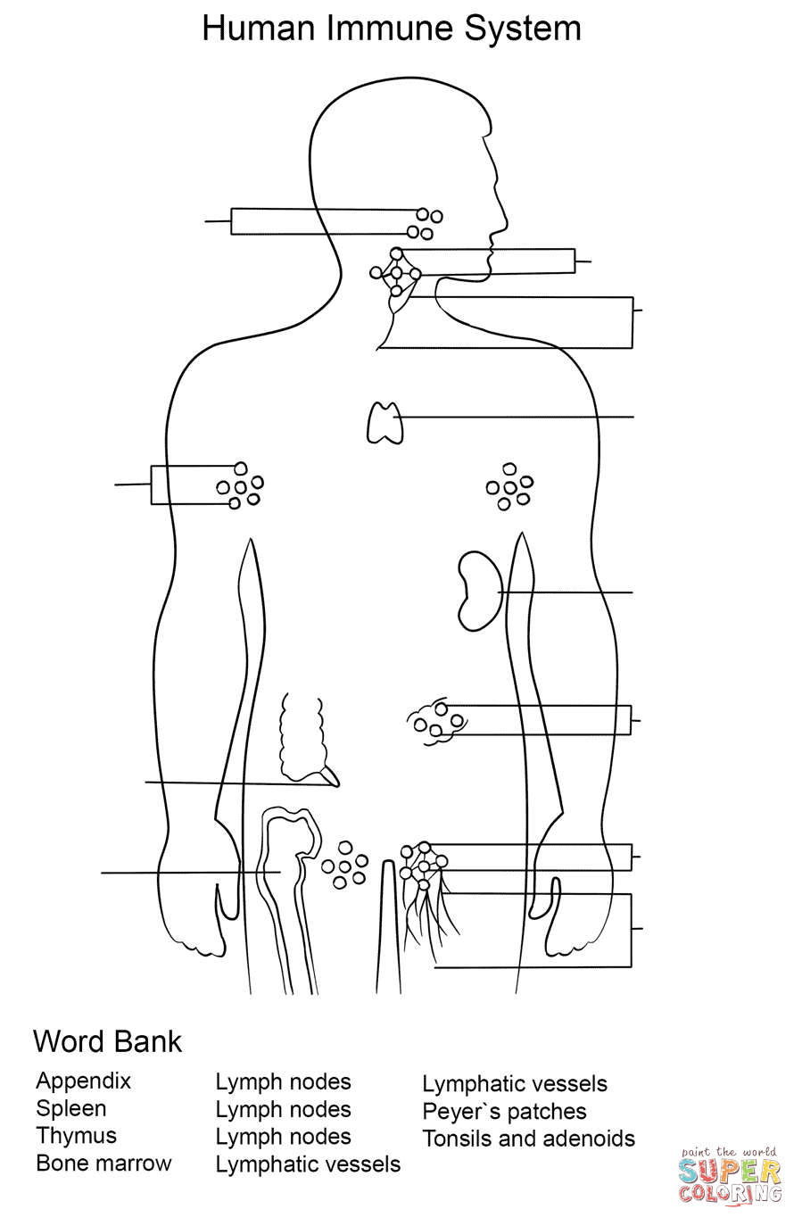 Immune System Worksheet Coloring Page