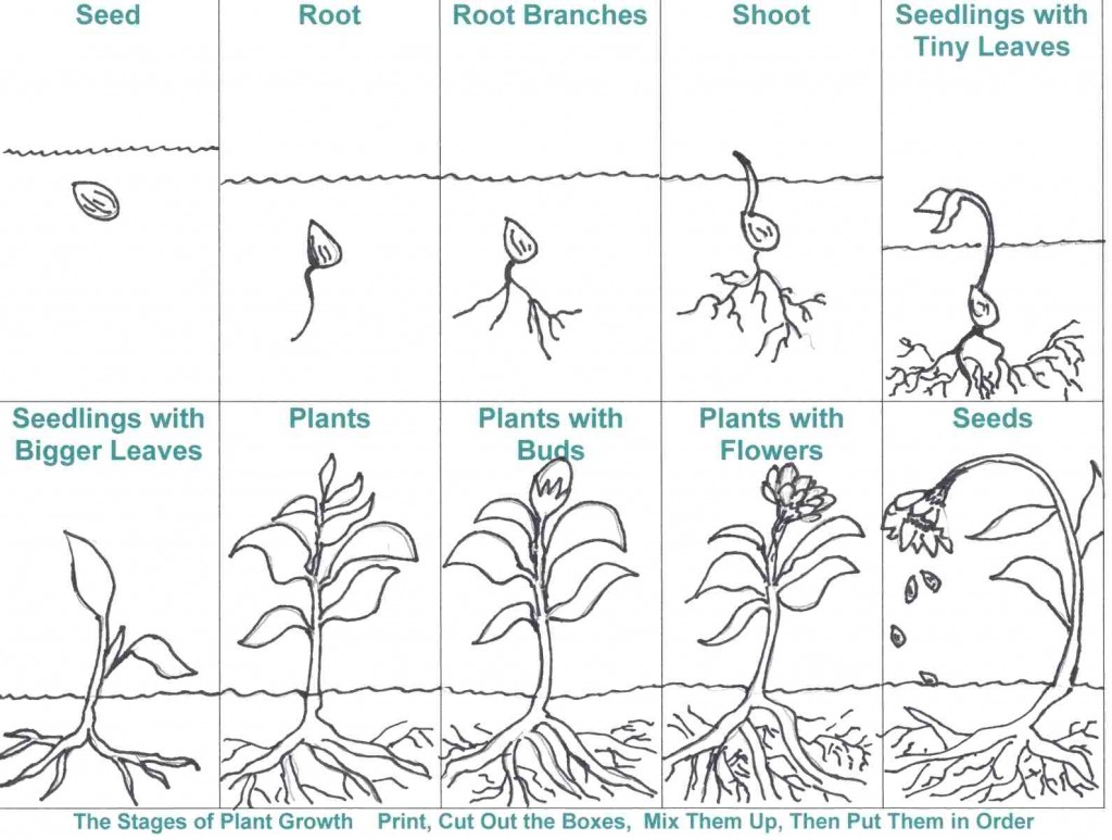Likesoy Â» Kindergarten Worksheet  Life Cycle Of A Plant Worksheets