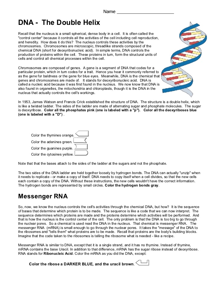 Nucleic Acids Dna The Double Helix Worksheet Answers The Best