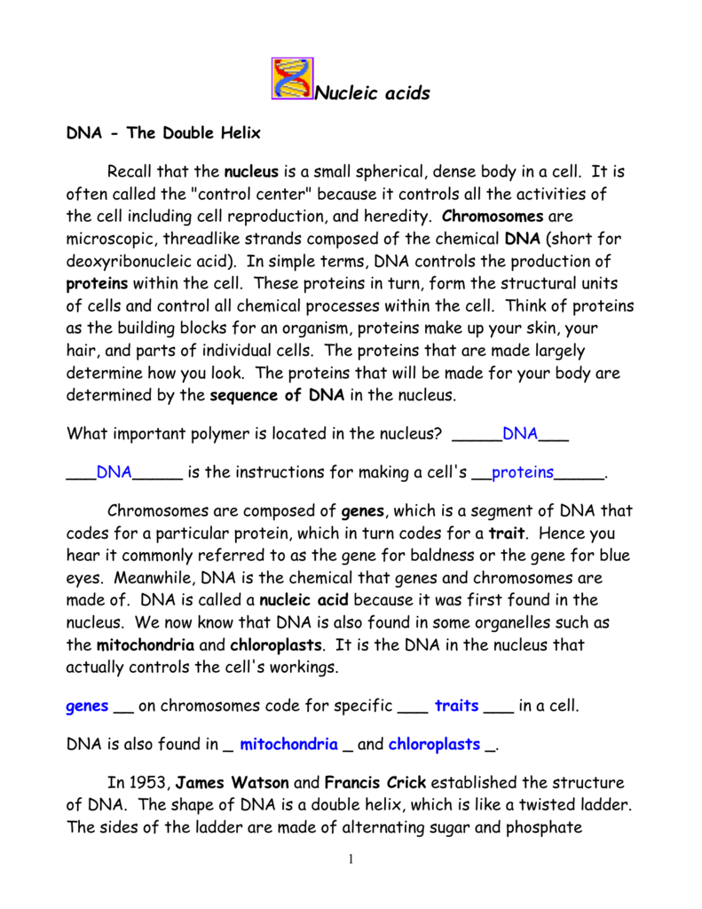 Nucleic Acids Worksheets Answers