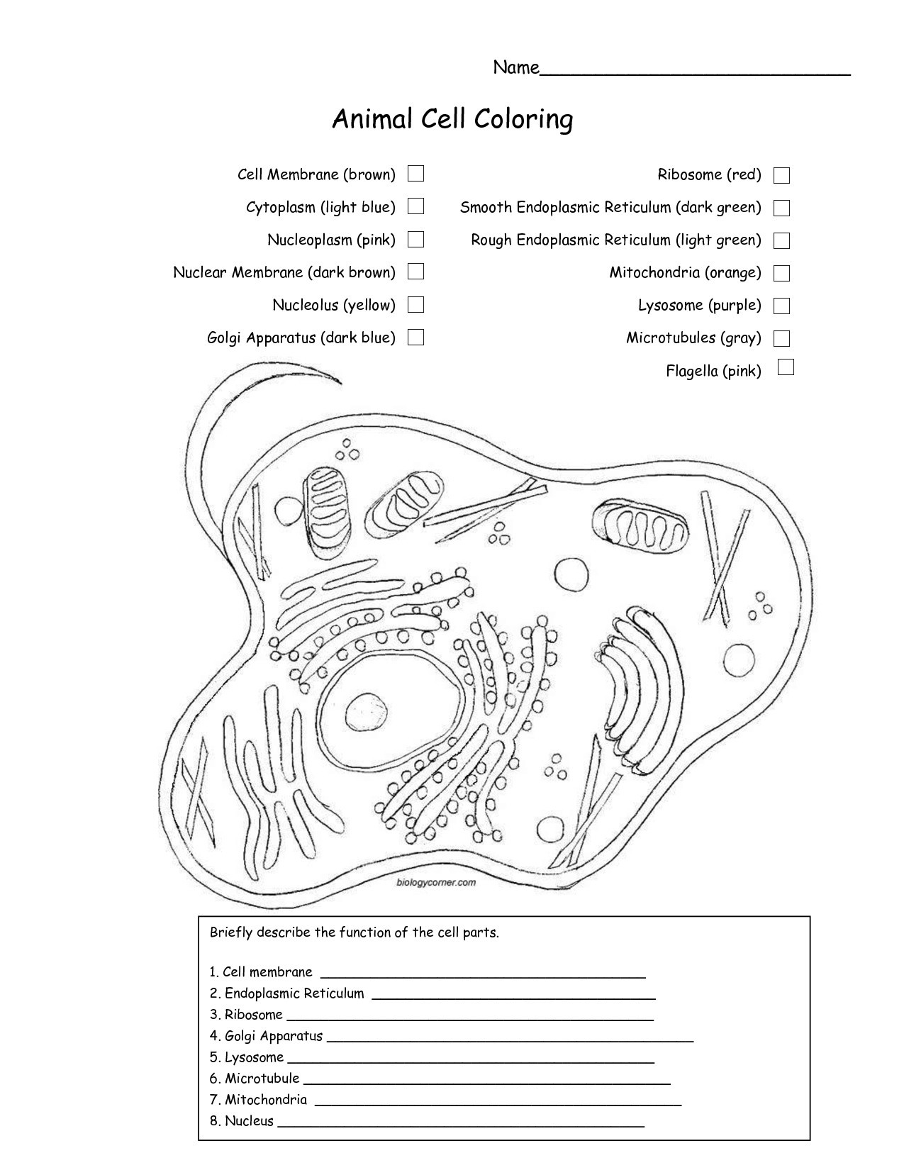 Plant Bodies Cells Stuning Cell Diagram Worksheet